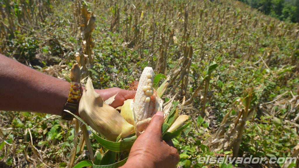 ARENA, Gobierno y FMLN analizan condonar deuda agraria