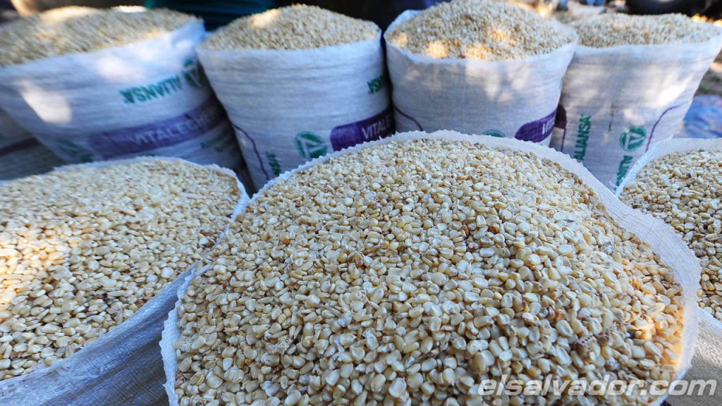 Agricultores no negociaron mejor precio del maíz y culpan al Gobierno