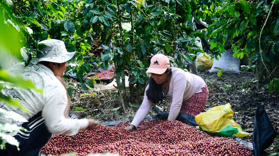Cafetaleros salvadoreños advierten otro año difícil para el sector