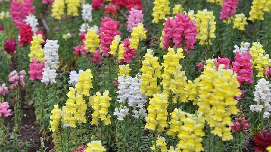 Guatemala espera batir récord en exportación de flores