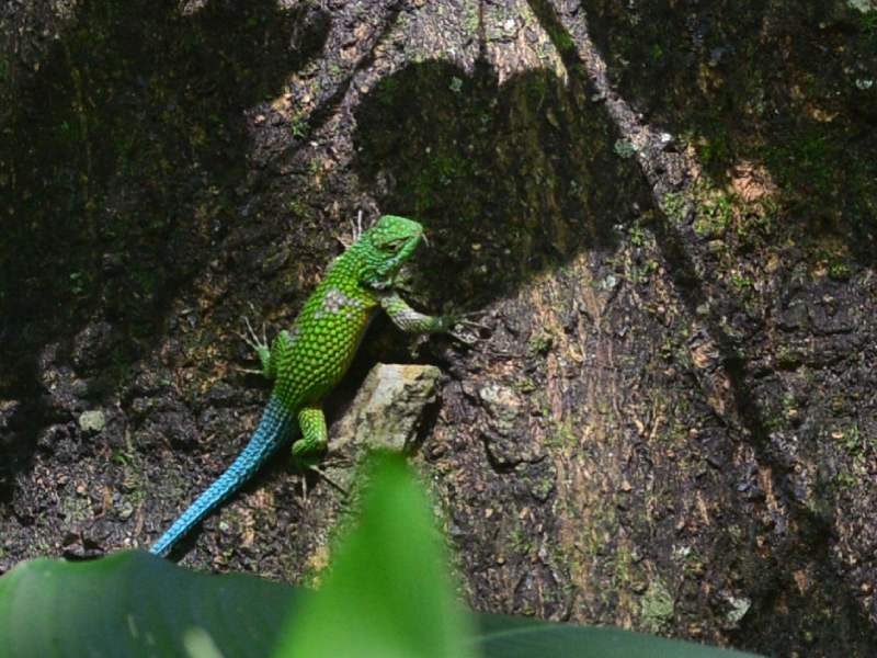 Finca El Espino, cerca del Ministerio de Relaciones Exteriores, será deforestada por la construcción del nuevo Cifco por el gobierno de China.