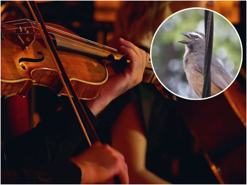 Dichoso fui- pajaro bolero- violin- Ciriaco de Jesús Alas
