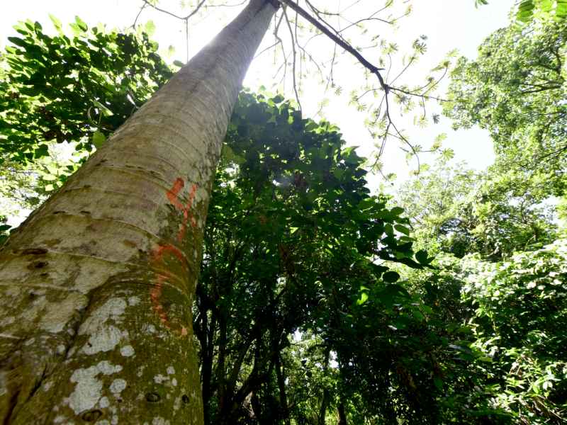 Finca El Espino, cerca del Ministerio de Relaciones Exteriores, será deforestada por la construcción del nuevo Cifco por el gobierno de China.