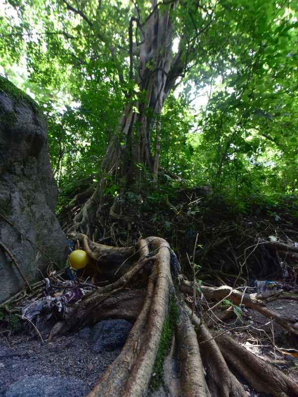 Finca El Espino, cerca del Ministerio de Relaciones Exteriores, será deforestada por la construcción del nuevo Cifco por el gobierno de China.
