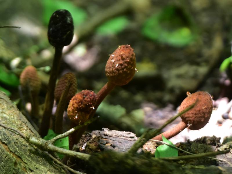 Finca El Espino, cerca del Ministerio de Relaciones Exteriores, será deforestada por la construcción del nuevo Cifco por el gobierno de China.