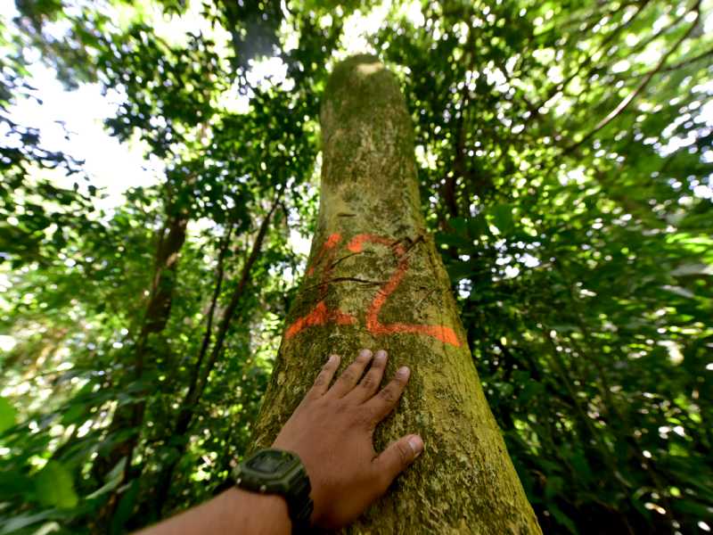 Finca El Espino, cerca del Ministerio de Relaciones Exteriores, será deforestada por la construcción del nuevo Cifco por el gobierno de China.