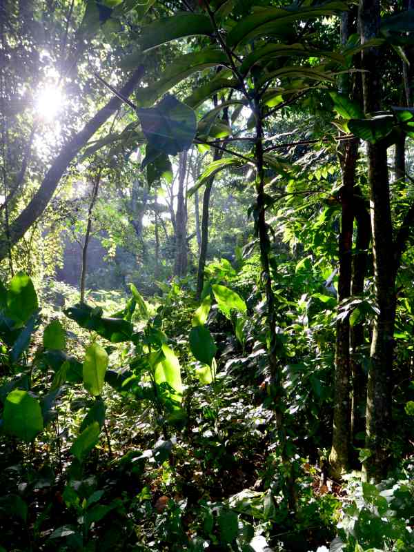Finca El Espino, cerca del Ministerio de Relaciones Exteriores, será deforestada por la construcción del nuevo Cifco por el gobierno de China.