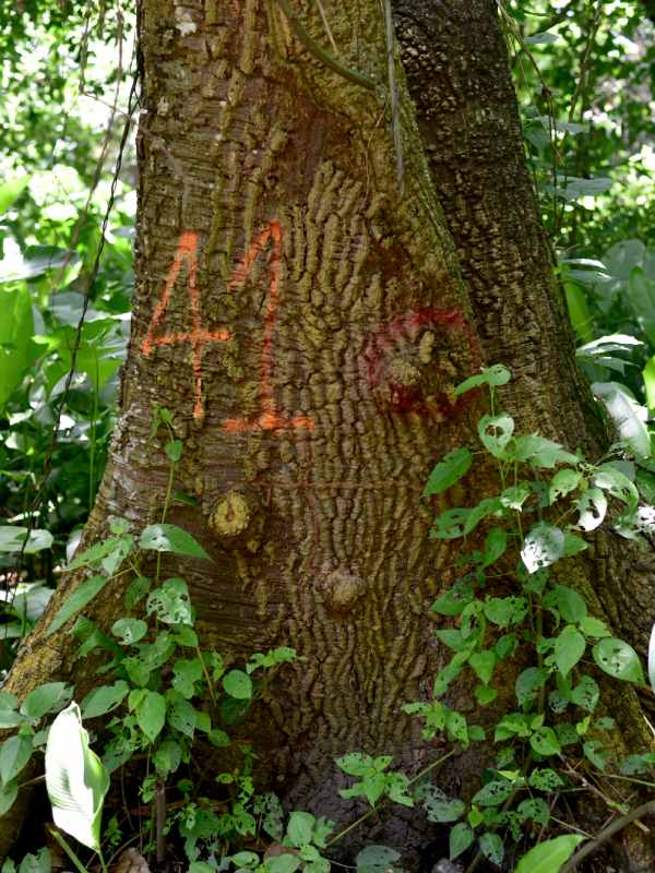 Finca El Espino, cerca del Ministerio de Relaciones Exteriores, será deforestada por la construcción del nuevo Cifco por el gobierno de China.