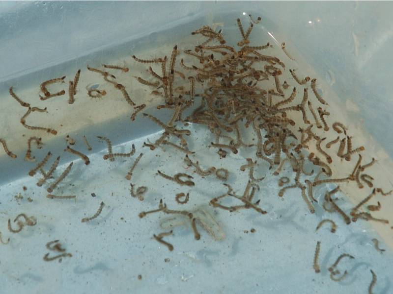 Larvas-Dengue-