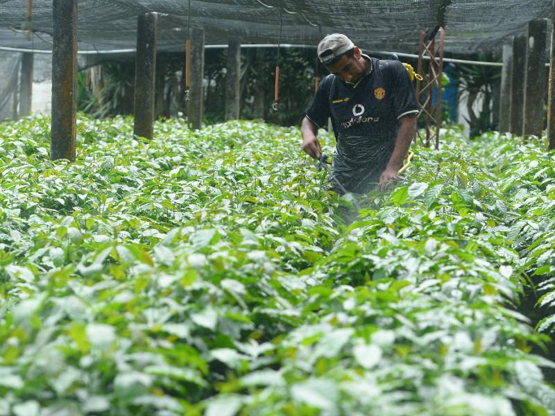 agricultura siembra