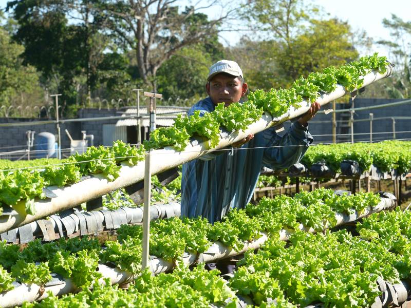agricultura siembra