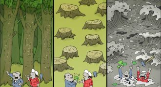 alecus deforestacion