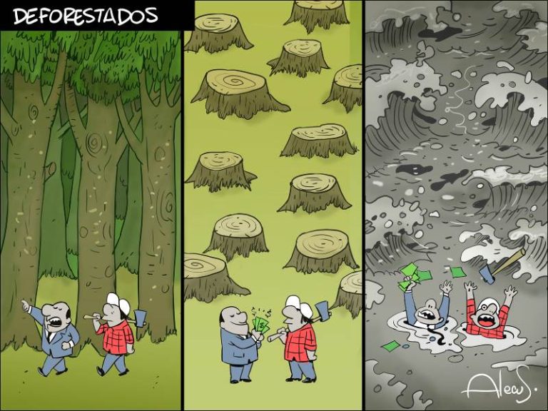 alecus deforestacion
