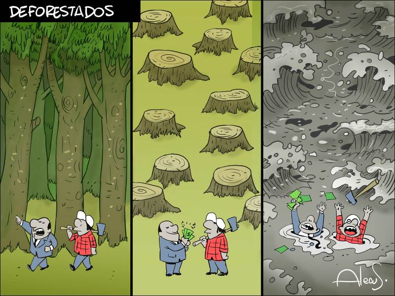 alecus deforestacion