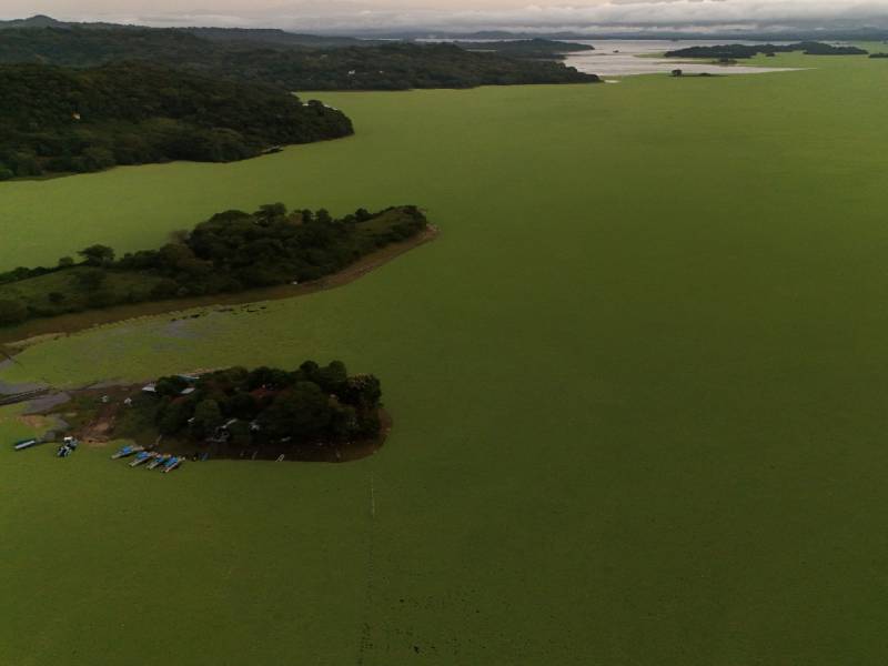 lago suchitlan lechuga acuatica ambiente contaminacion (2)