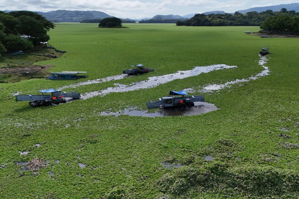lago suchitlan lechuga acuatica ambiente contaminacion (2)