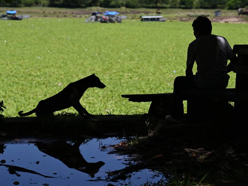 lago suchitlan lechuga acuatica ambiente contaminacion (2)