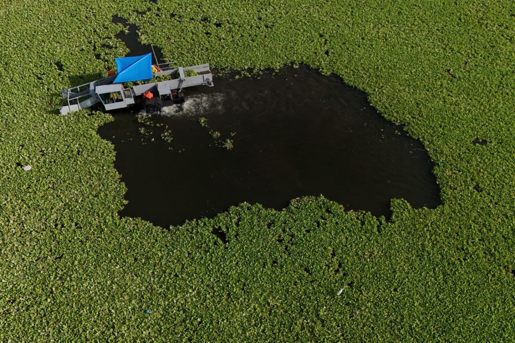 lago suchitlan lechuga acuatica ambiente contaminacion (2)