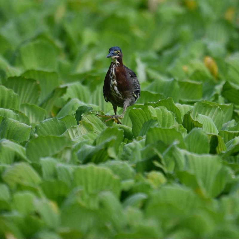 lago suchitlan lechuga acuatica ambiente contaminacion (2)