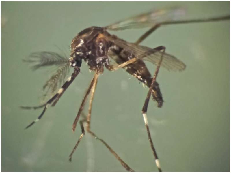 Zancudo que transmite el dengue. Foto / Cortesía UES