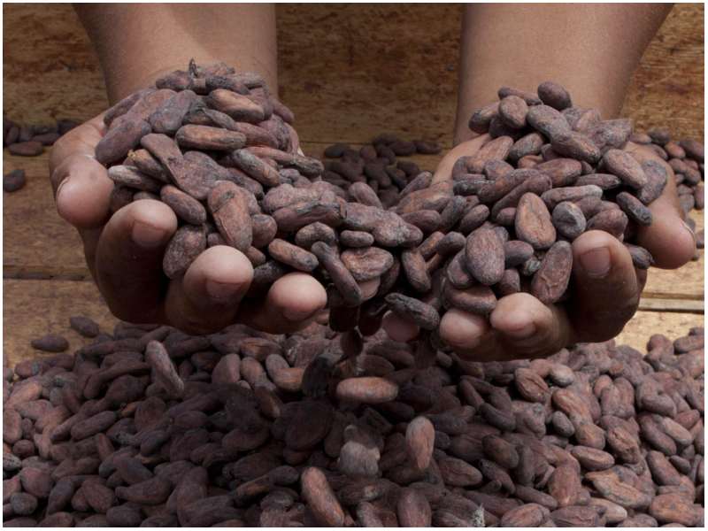 Festival Chocolate - Cacao