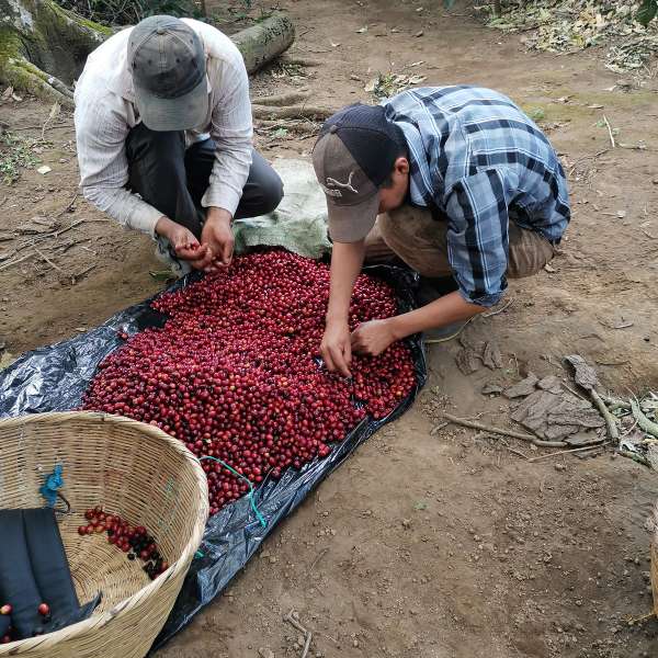 La falta de trabajadores, los precios de los insumos y el tratamiento a las plagas provocan que el costo de la producción se incremente. El sector no se ha repuesto de los efectos provocados hace más de una década, cuando fue afectado por la roya