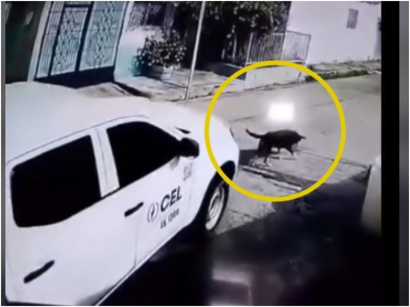 Cámara captó el momento del atropello del can. Foto / Cortesía