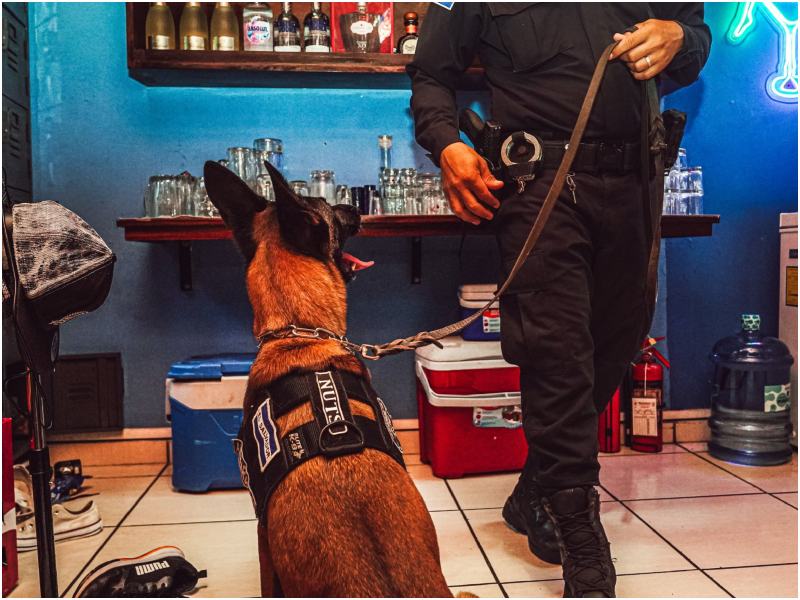 Un agente canino fue llevado al operativo para que buscara droga y otros ilícitos. Foto / Cortesía Fiscalía