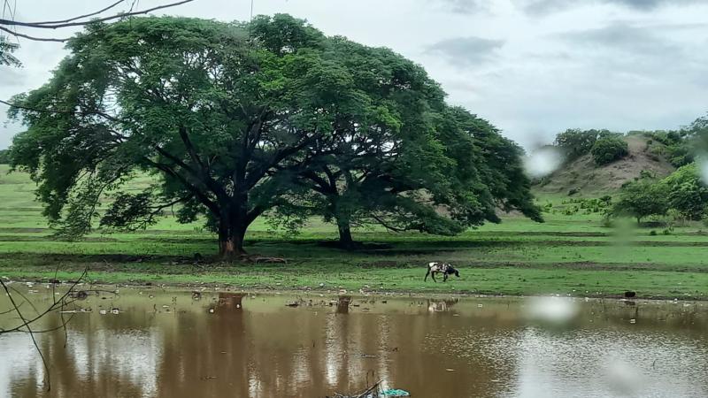 vaca en inundacion