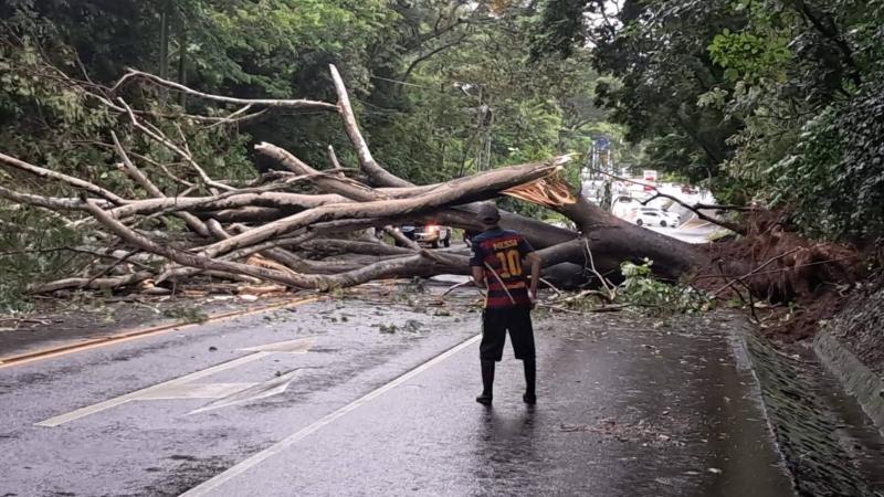 Árbol caido sobre Panamericana