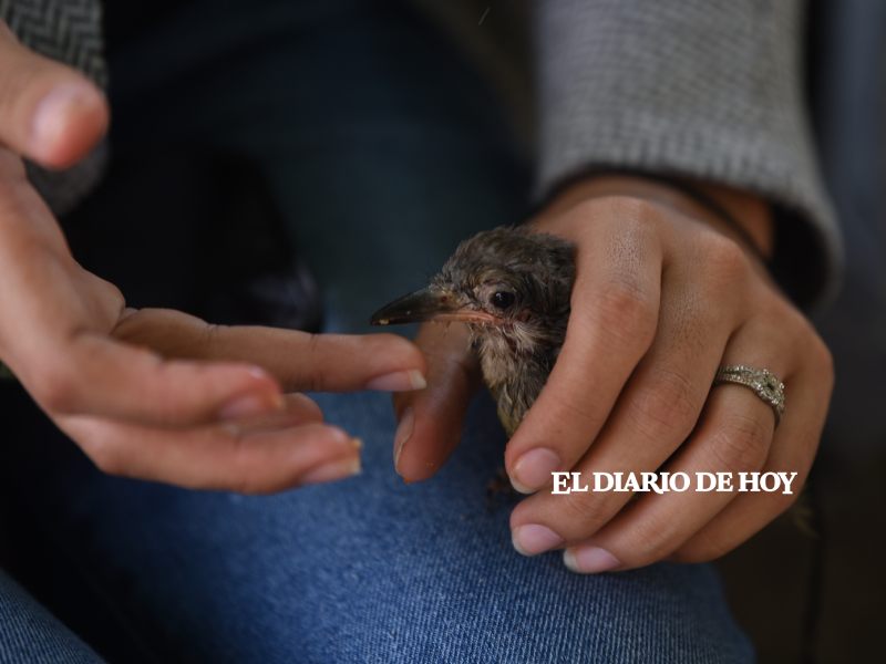 Alison, hija de José Kama y Erika Carla Juárez, en diligencia para buscar información de la detención de sus padres, quienes son lideres de la Asociación Protectora de Aves de El Salvador APROAVES aproaves