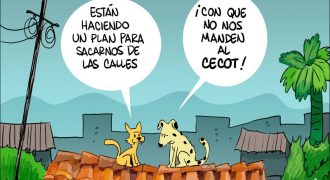 alecus perros gatos callejeros