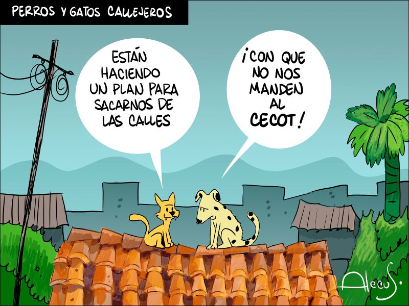 alecus perros gatos callejeros