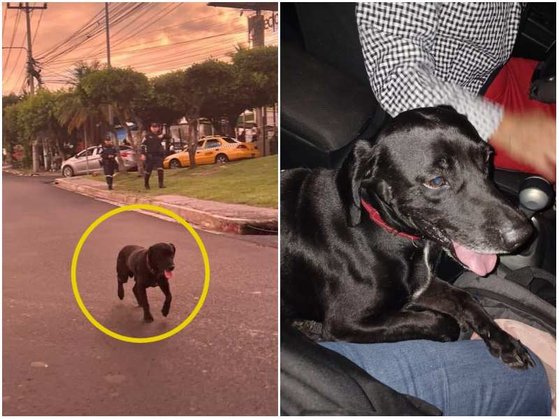 Las redes sociales sirvieron de ayuda para localizar al perrito. Foto / Cortesía