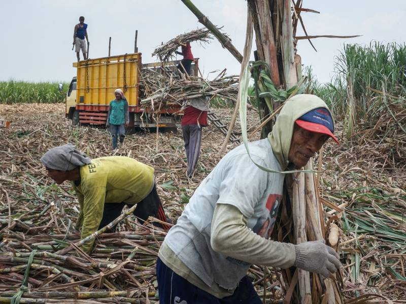 Caña- Corte- Azúcar