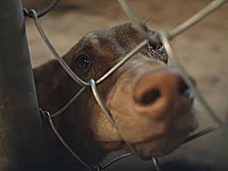 Animales- Perros- Maltrato- Albergue- Abandono