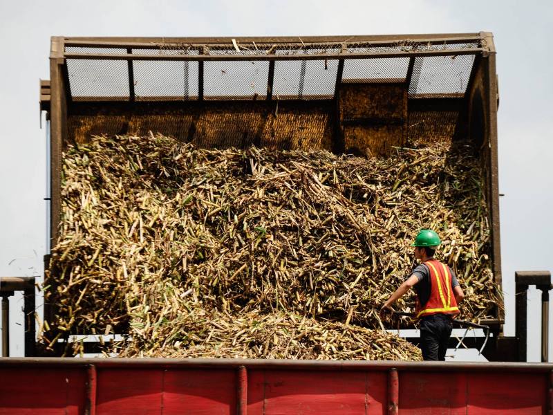 Cañeros azúcar productores zafra