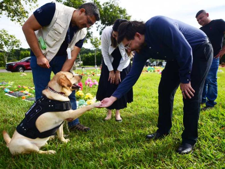 Bruno en abordaje, proyecto patitas de luz de cementerio la resurreccion
