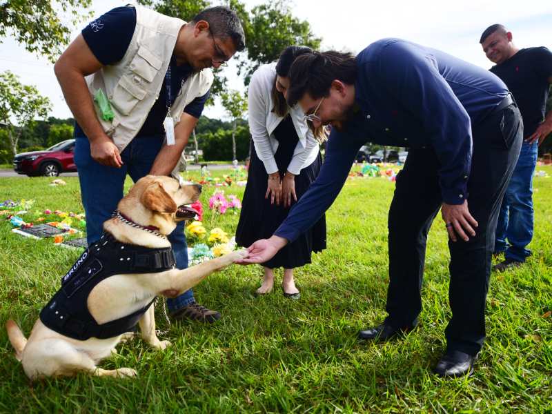 Bruno en abordaje, proyecto patitas de luz de cementerio la resurreccion