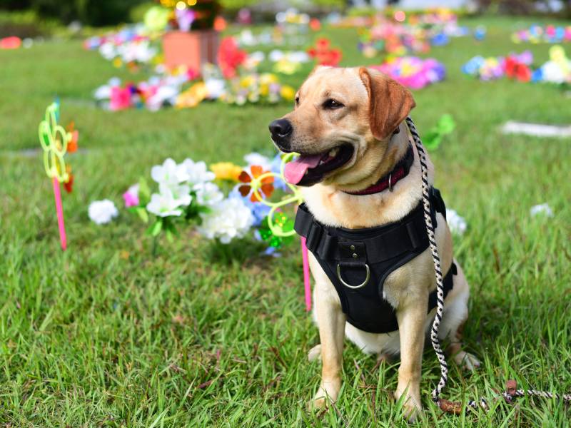 EDC Patitas de luz, parque memorial La Resurrección