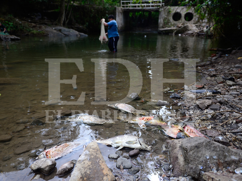 JO–Peces-muertos-en-lago-de-Sushitlan74-(2) thumbnail