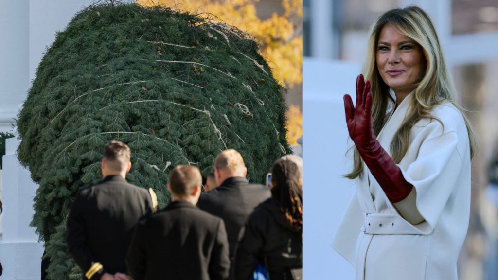 Melania Trump recibe el árbol que presidirá la navidad en la Casa Blanca. Foto: AFP