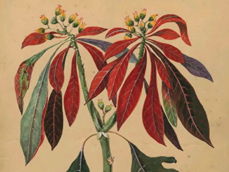 Acuarelas del botánico británico Charles Dorat