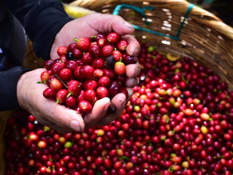 EDC- Cultivos- Café- Corte- Cantón- Matasano