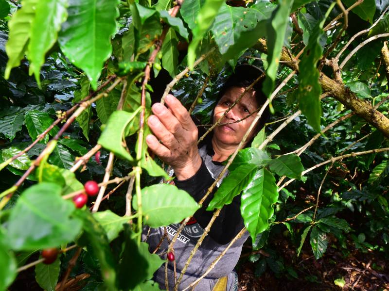 EDC- Cultivos- Café- Corte- Cantón- Matasano