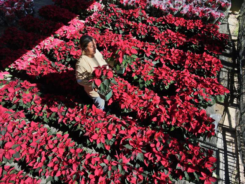 JO- Importación- Pascuas- Navidad- Flores