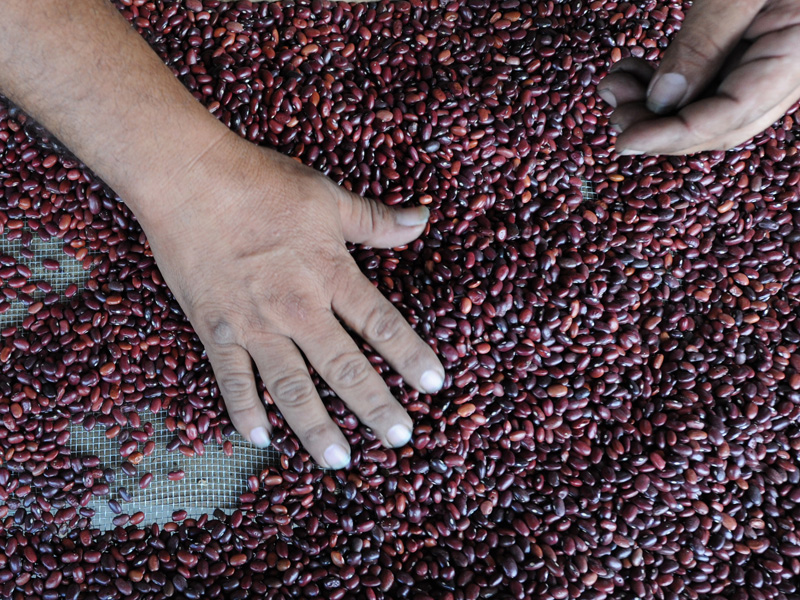 precios alimentos seguridad alimentaria crisis alimentaria inflacion