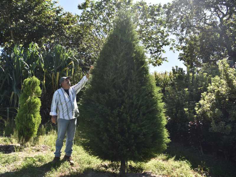 pinos navidenos naturales venta navidad