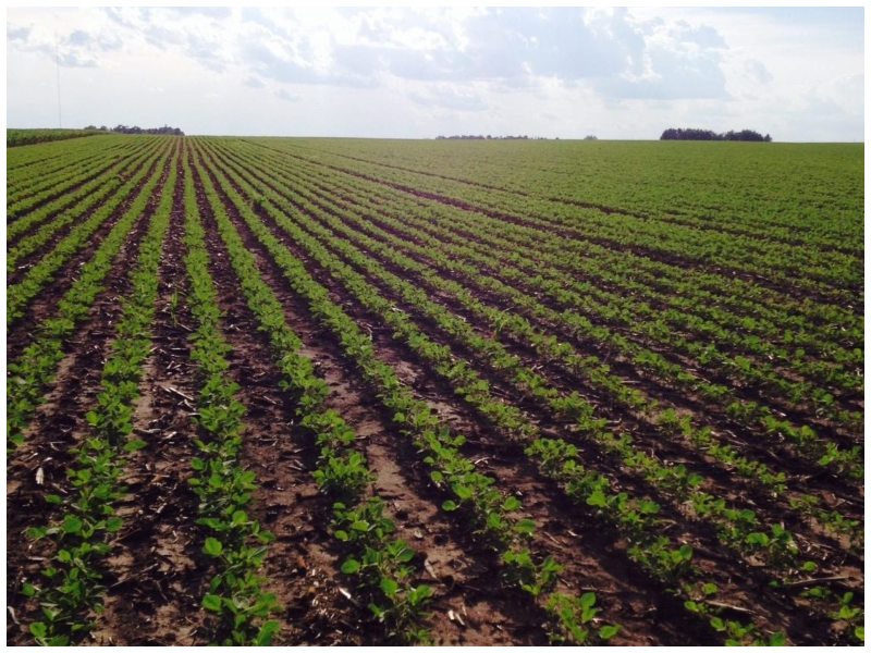 La soya sostenible de Estados Unidos: Suministro constante y confiable de alimentos nutritivos