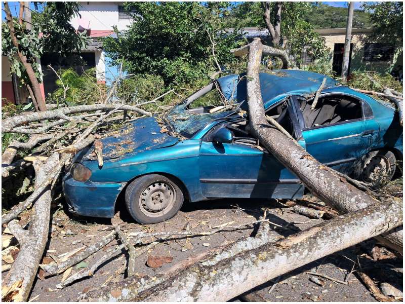 Así quedó un carro que estaba en la zona tras la caída del árbol. Foto / Cortesía